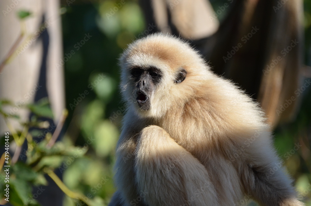 Fototapeta premium Funny portrait of a hooting lar gibbon