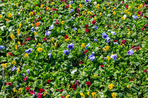 Flowerbed of multicolored pansy flowers (Viola Tricolor)