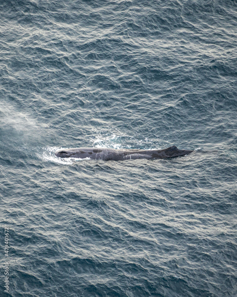 Fototapeta premium dolphin in the sea