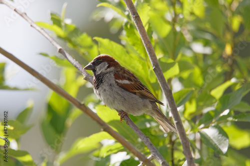 Eurasian tree sparrow or German sparrow bird sitting in a bush