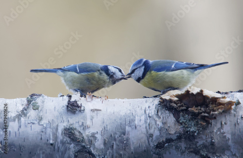Obraz na plátně Closeup of two cute blue tit sitting on a log feeding or kissing each other