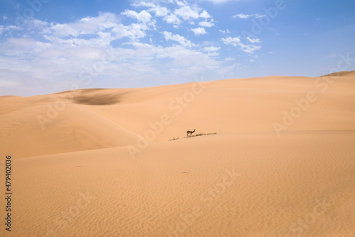 Lone springbok in the massive sand dunes of Swakopmund