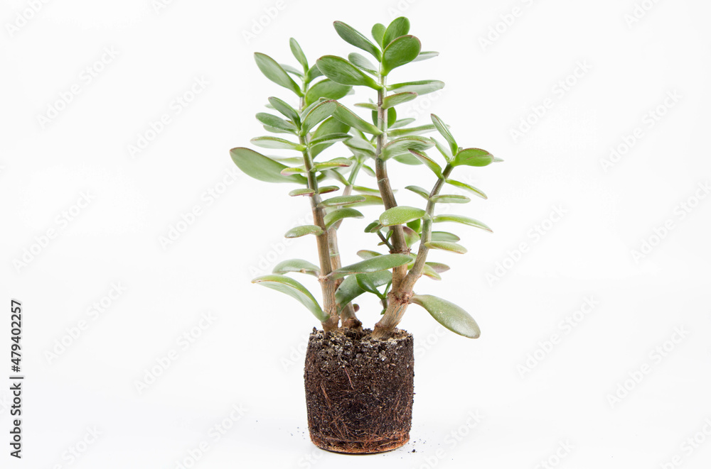 Fototapeta premium Jade plant (Crassula ovata) houseplant out of a pot on white background