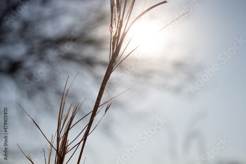 blades of grass in golden field