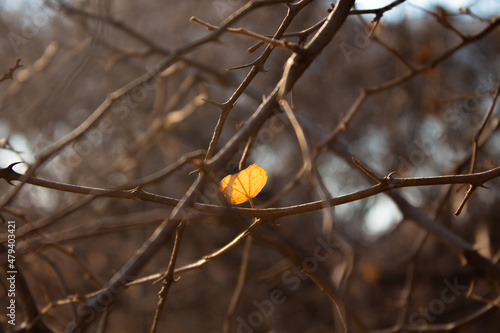 leaf