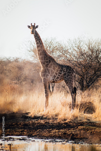 giraffe