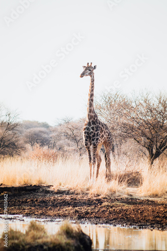 giraffe walking in the savannah