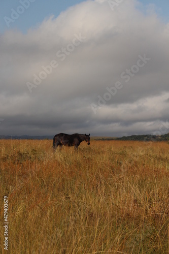 horse in golden fields © Amy