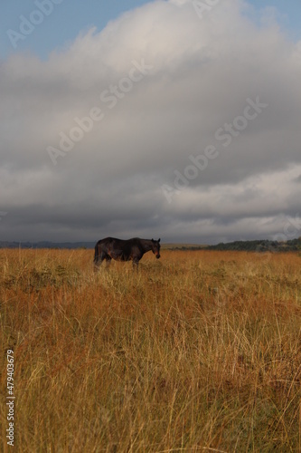 horse in golden fields