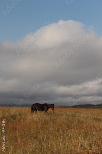 horse in field
