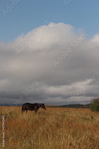horse in golden field