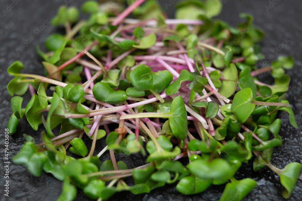 Close-up of micro-green radish plants - green leaves and purple stems. Germinating Microgreen. Germination of seeds at home. Close-up of micro-green radish plants - green leaves and purple stems. Germinating Microgreen. Germination of seeds at home.