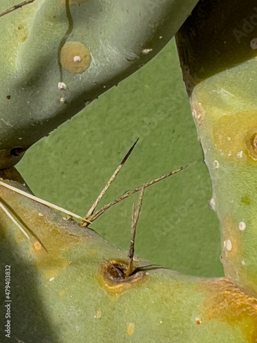 A selective focus shot of long spines of a cactus in green background