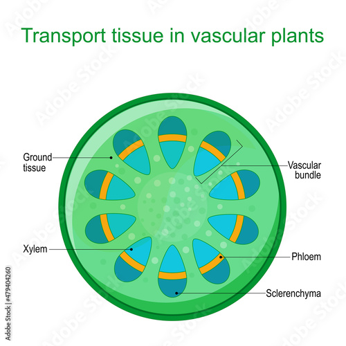 vascular tissue system of plants