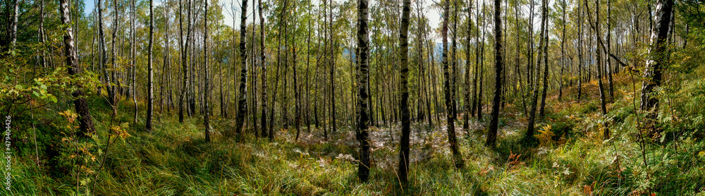 Panorama of birch forest in the mountains. In early autumn, the fern turns yellow.