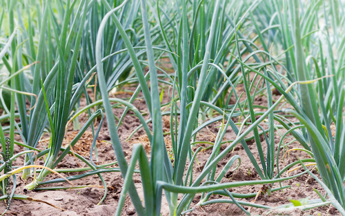 Selective focus on onion plants. Green onions in the garden. Growing onions per bulb. 