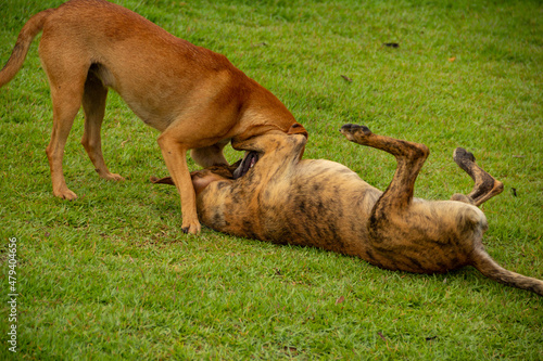 Dois cães brincando sobre um gramado verde de uma praça pública.  photo