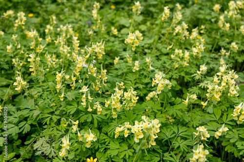 Corydalis Lutea, Delicate yellow tubular flowers with lacy foliage
