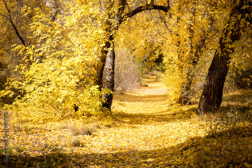 Golden Fall Hiking Trail in Bandelier National Monument New Mexico near Santa Fe and Los Alamos photo
