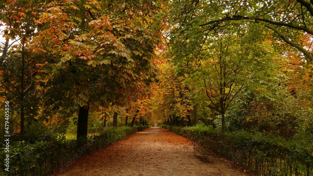 road, autumn, fall, forest, tree, nature, trees, landscape, season, leaves, path, yellow, park, leaf, travel, country, sky, countryside, green, woods, rural, red, orange, color, outdoors, mindfulness,