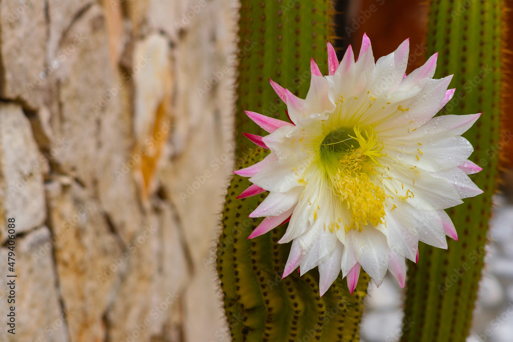 Fiore di cactus sbocciato sulla pianta. wall mural wallpaper |  Muraledesign.com