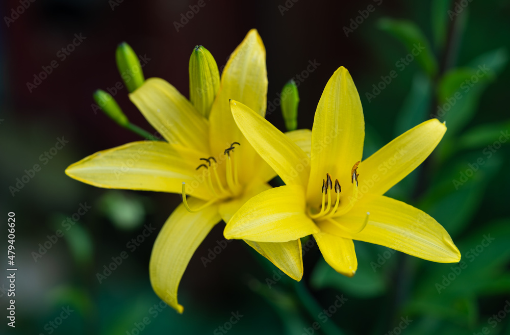 Fototapeta premium Close up of two beautiful yellow lemon lilies