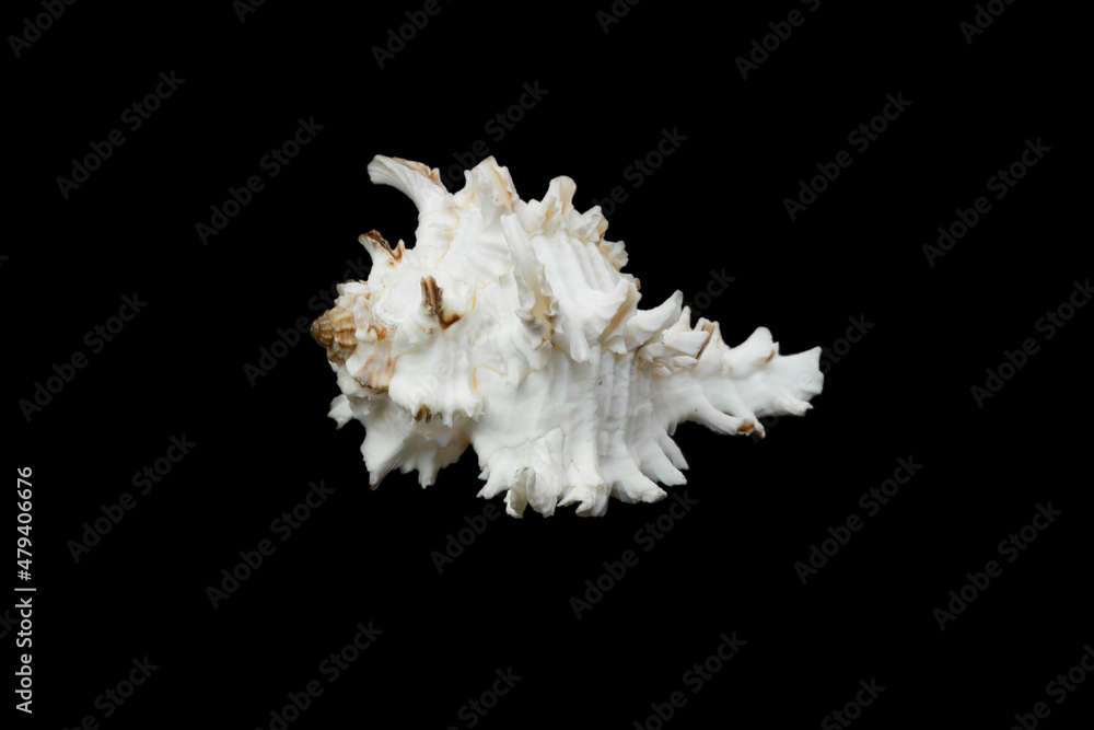 a chicoreus ramosus seashell on a black isolated background