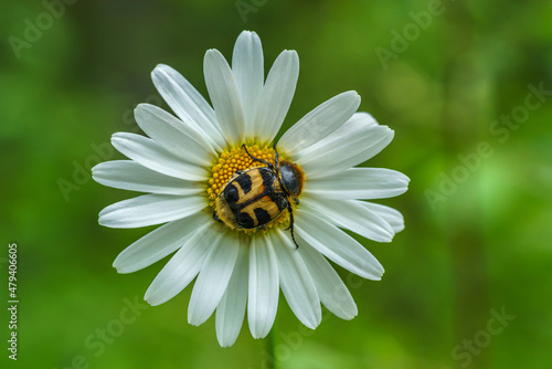 Close up of a bee beetle sitting on a marguerite flower