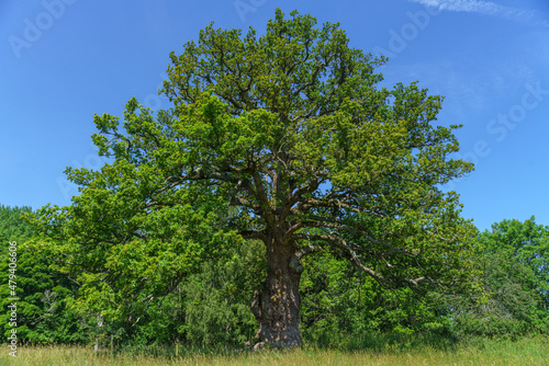 Knotty old oak tree in summer sunlight