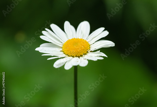 One single marguerite flower with soft green background