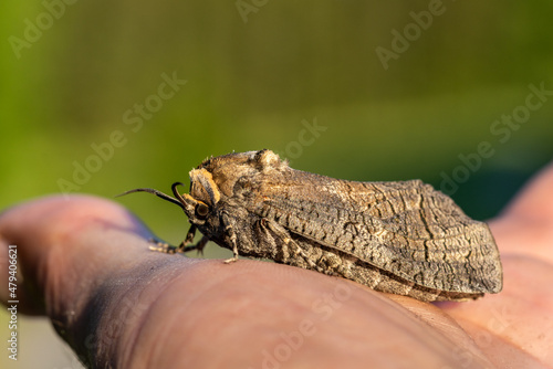 Large goat moth sitting in my hand in sunlight