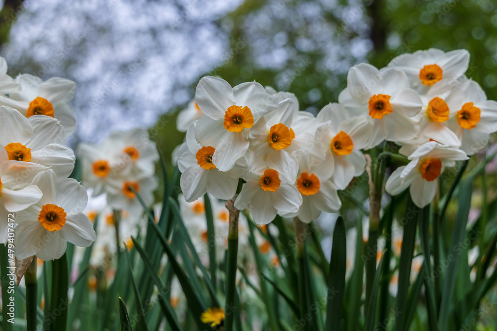 Narcissus Geranium blossoms in the garden in spring Narcissus Geranium blossoms in the garden in spring