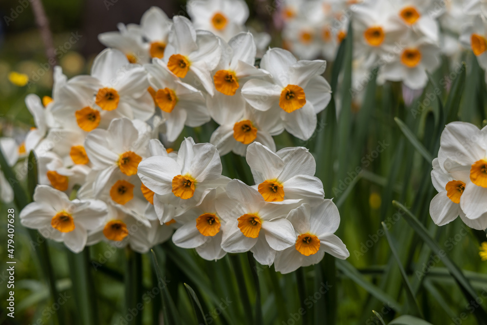 Narcissus Geranium blossoms in the garden in spring Narcissus Geranium blossoms in the garden in spring