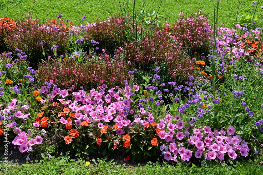Fototapeta premium Sommerblumenbeet