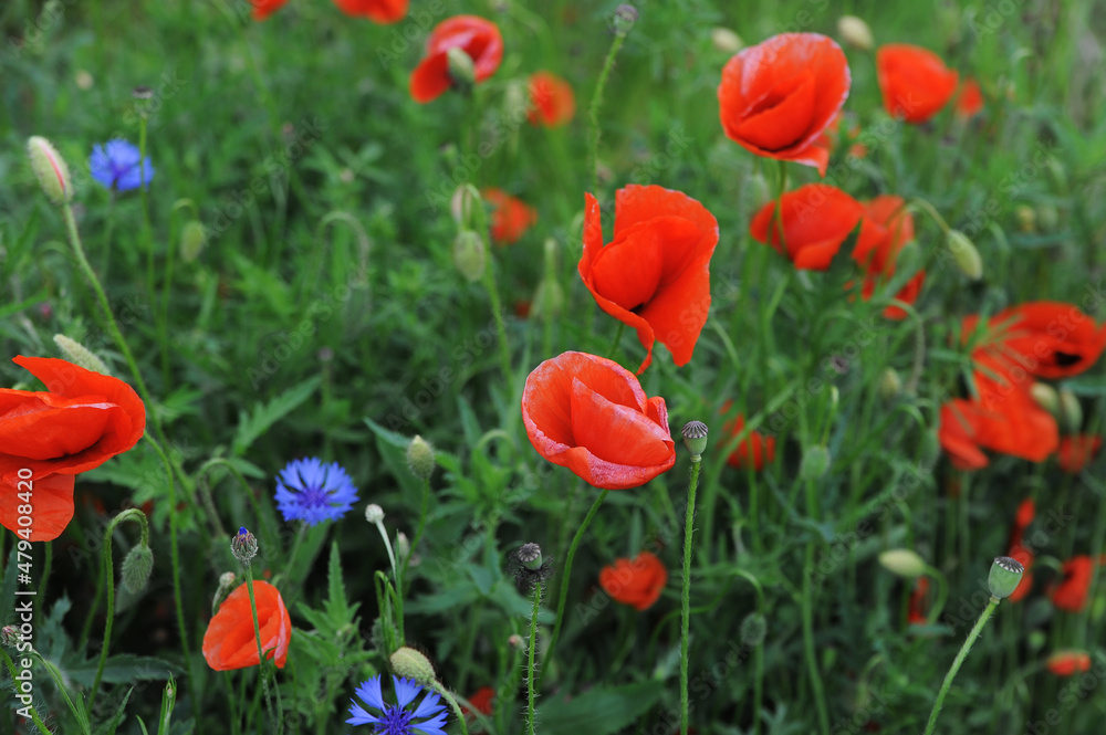 field of red poppies field of red poppies