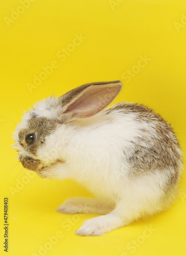 white cute baby rabbit on colorful background, easter symbol