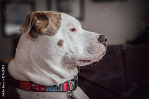 Dog Profile Looking Eyes Nose