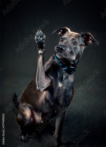 Dog Waving Paw, in-studio shoot 