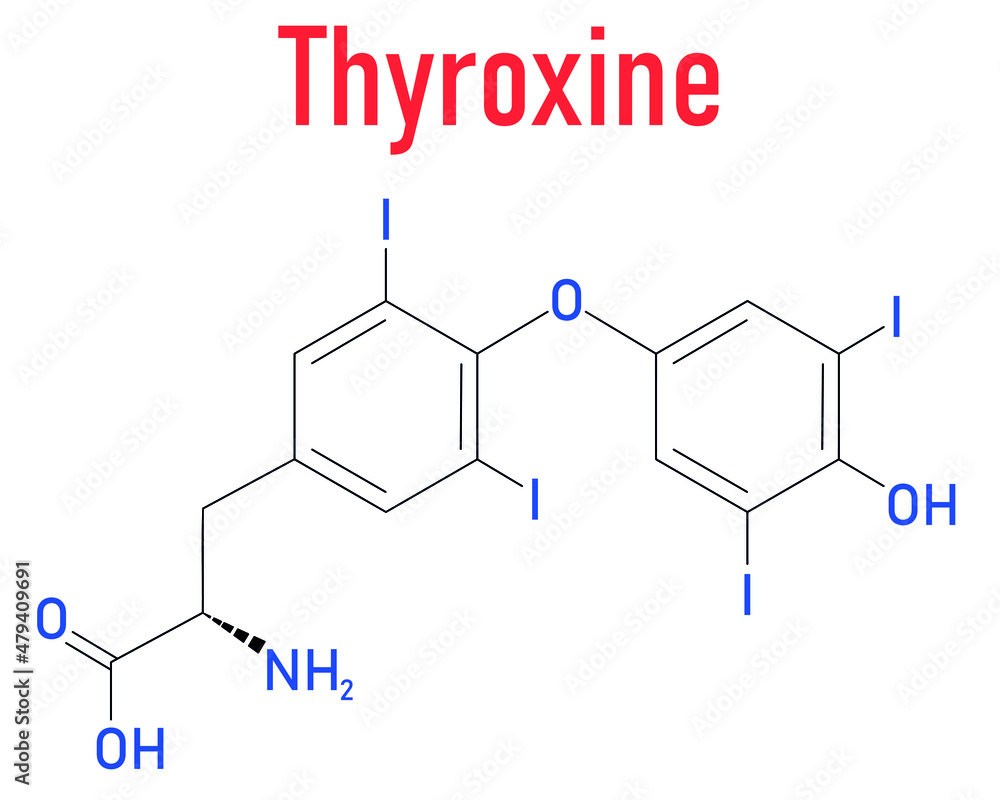 Thyroxine, T4 or levothyroxine thyroid hormone molecule. Prohormone of thyronine T3. Used as drug to treat hypothyroidism. Skeletal formula.