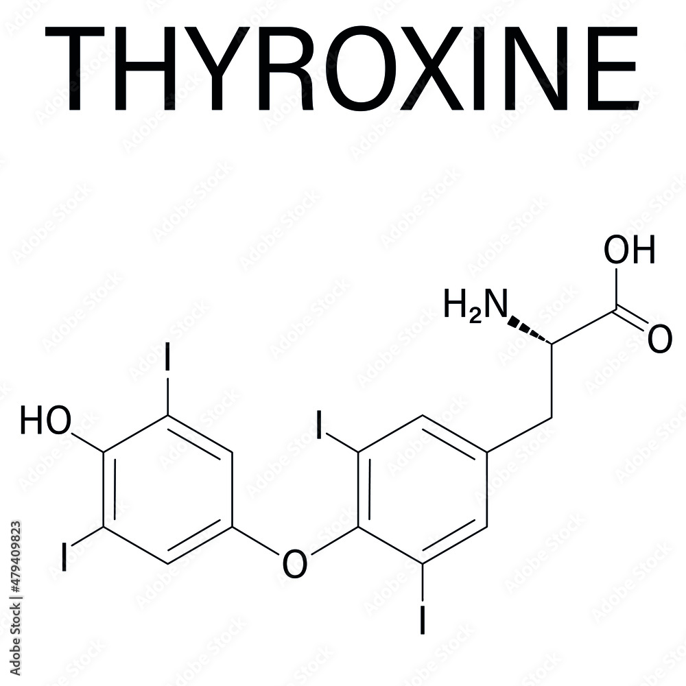 Thyroxine, T4 or levothyroxine thyroid hormone molecule. Prohormone of