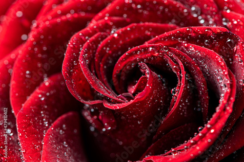 Waterdrops on rose abstract shapes love valentine s day