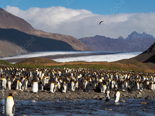 Canvastavla Colony of King Penguins at South Georgia Island with mountains and snow field in