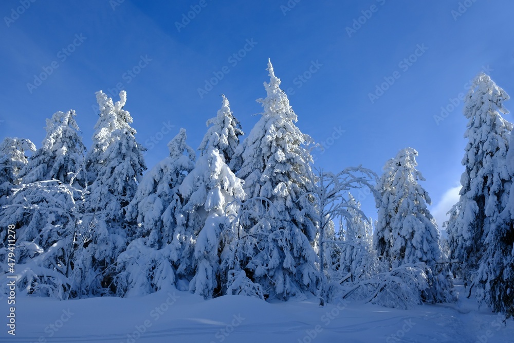 Snowy and frozen spruce in mountains on sunny day. Babia Gora massif, Beskid Zywiecki, Poland