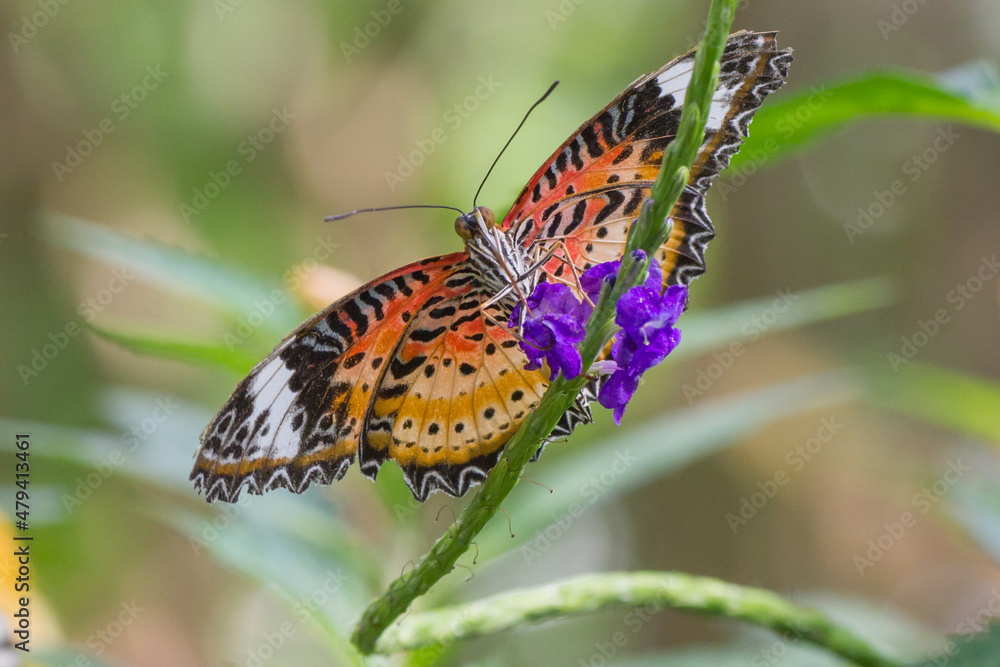 Obraz premium Bunter Schmetterling