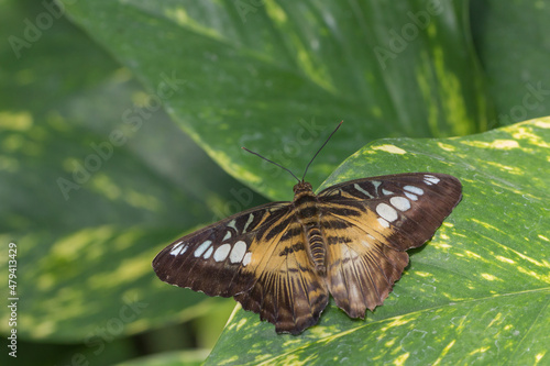 Bunter Schmetterling photo