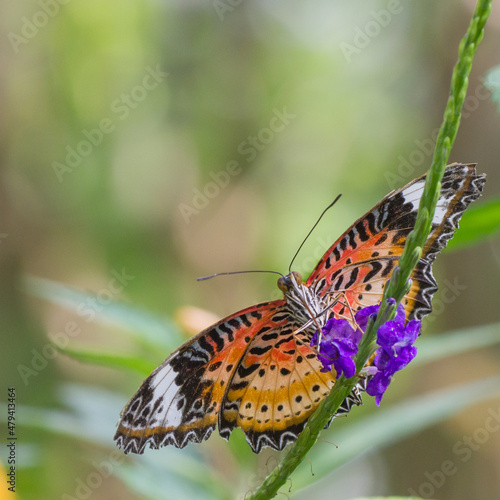 Bunter Schmetterling © fotoman1962