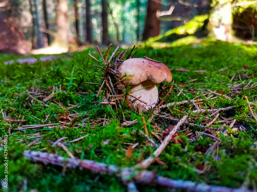 Pilzfotos / mushroom pictures - In einem Wald forografiert / photographed in a forrest in Europe
Schönes Pilzfoto (steinpilz , Röhrling etc.) photo