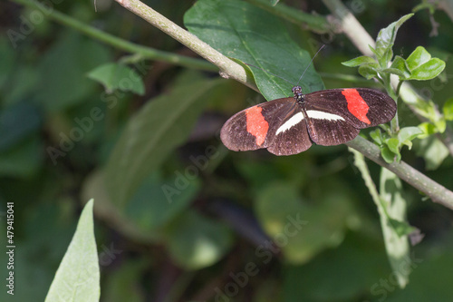 Bunter Schmetterling photo