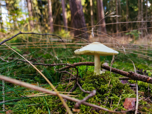 Pilzfotos / mushroom pictures - In einem Wald forografiert / photographed in a forrest in Europe
Schönes Pilzfoto (steinpilz , Röhrling etc.) photo