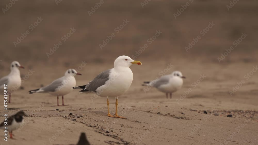 Gulls on the beach along the Mediterranean Gulls on the beach along the Mediterranean